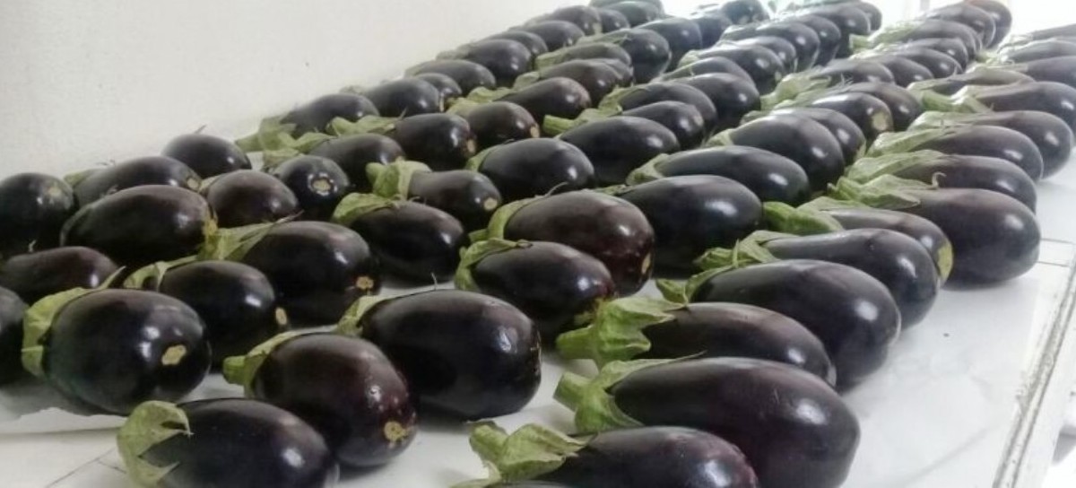 Antes y después de cosechar: estrategias para minimizar pérdidas y desperdicios de frutas y verduras