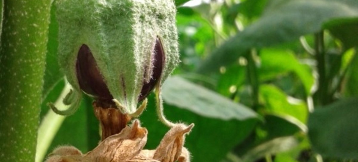 Antes y después de cosechar: estrategias para minimizar pérdidas y desperdicios de frutas y verduras