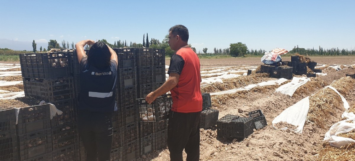 Exportadores de ajo: uno de los que les ganaron al difícil 2020