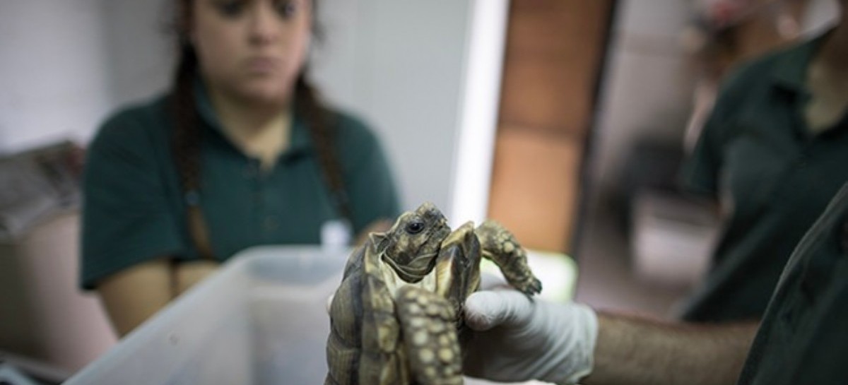 Ecoparque de CABA: junto a la provincia de Buenos Aires y otras 15, por la conservación de especies