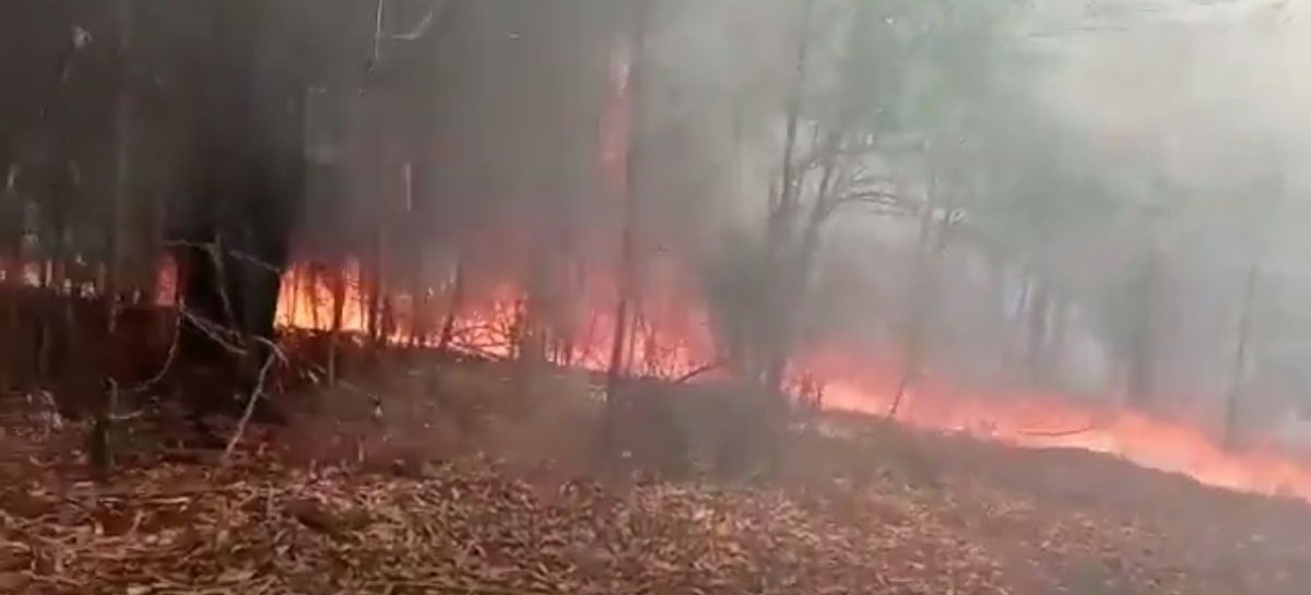 Preocupante: denuncian incendios intencionales en el Parque Pereyra Iraola