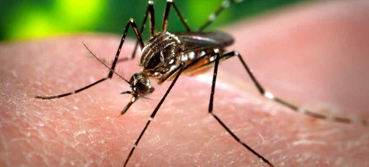 Aumentaron los casos de Dengue y Chikungunya en la provincia de Buenos Aires