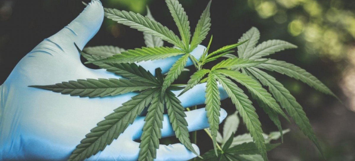 La Justicia penal bonaerense ordenó devolverle las plantas de cannabis a un paciente oncológico