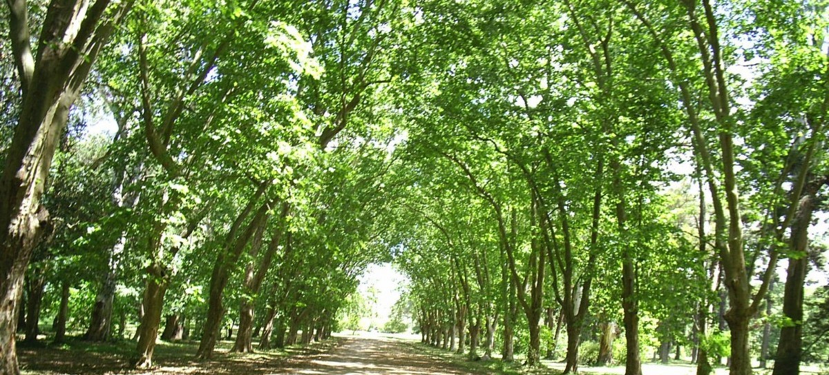 La importancia de proteger nuestros humedales, bosques y espacios verdes