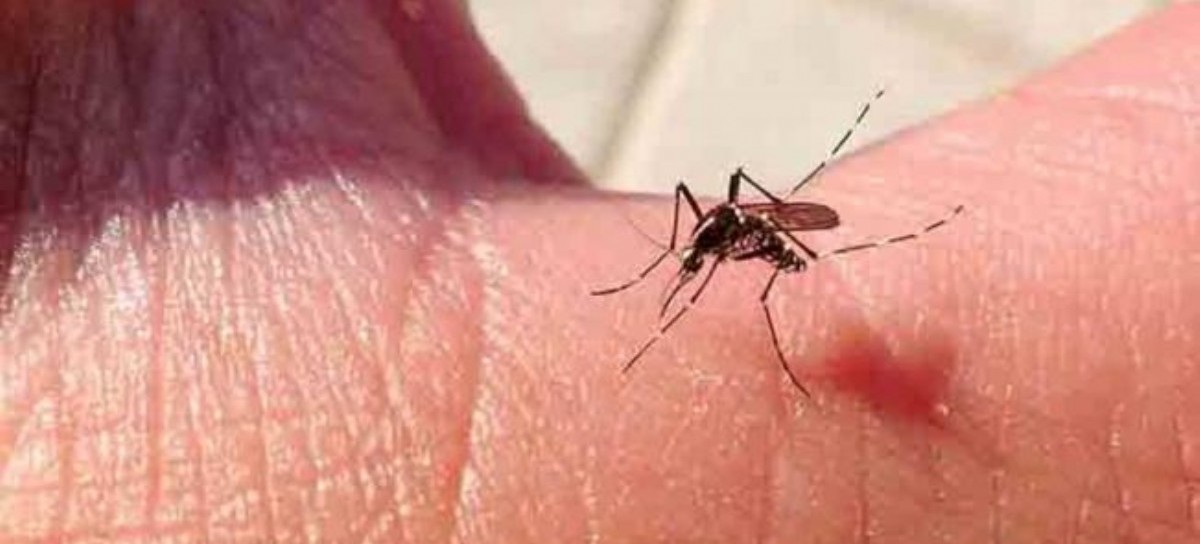 La Universidad Nacional de La Plata advirtió que aumentó el riesgo de contraer dengue