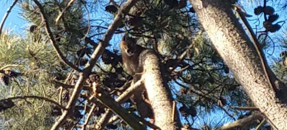 Pinamar: Atraparon a un Puma que había aparecido en la localidad de Ostende