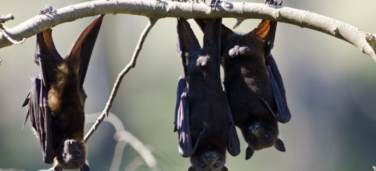 Preocupación en la provincia por la aparición de varios casos de murciélagos con rabia