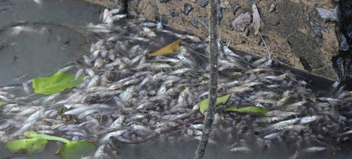 La Autoridad del Agua investiga la aparición de peces muertos en Ensenada