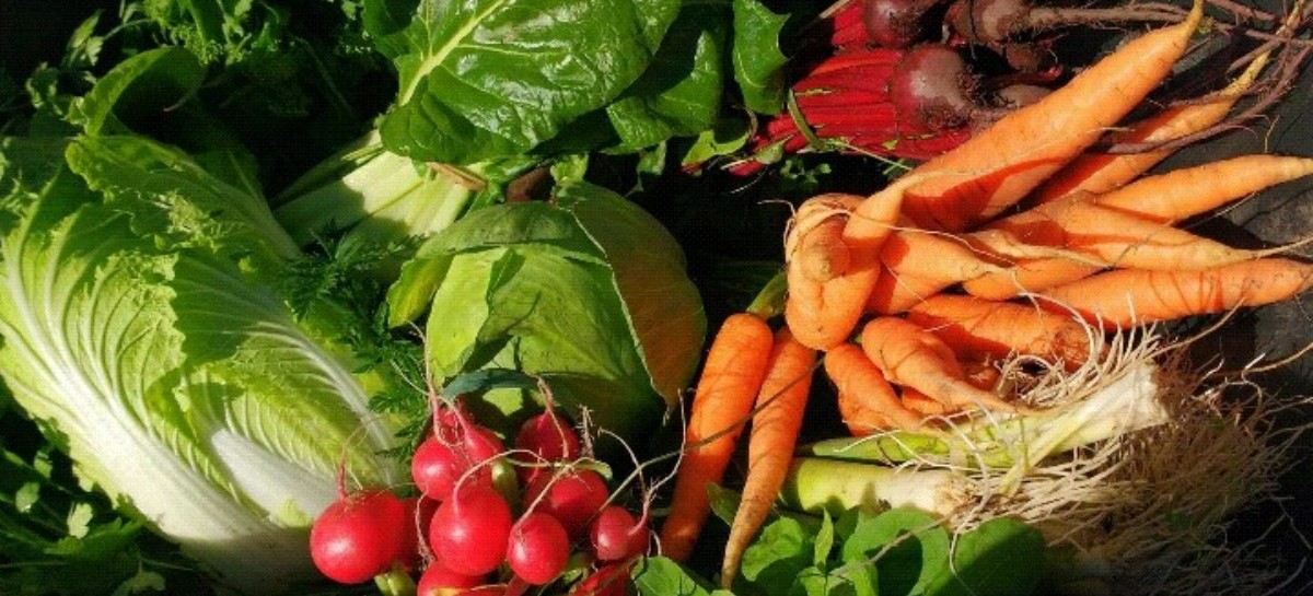 La Provincia comprará 24 mil kits de verdura agroecológica para asistir a familias vulnerables