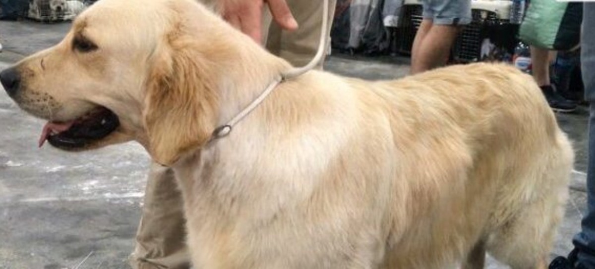 Desilusión: León, el "perro dinamita" de la Policía Bonaerense, es prestado