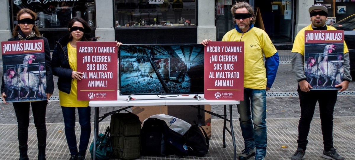 Gallinas hacinadas: activistas le piden más ética a las empresas Arcor y Danone