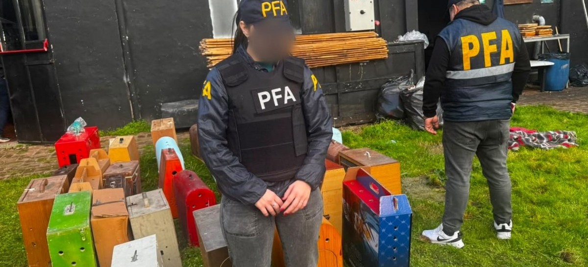 Brandsen: rescataron a 111 gallos que eran utilizados para eventos de riña y apuestas clandestinas