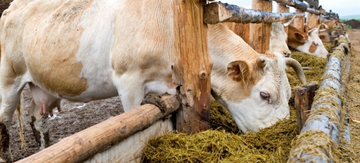 Una ONG advierte que "las superbacterias en ganado tienen más víctimas fatales que el coronavirus"