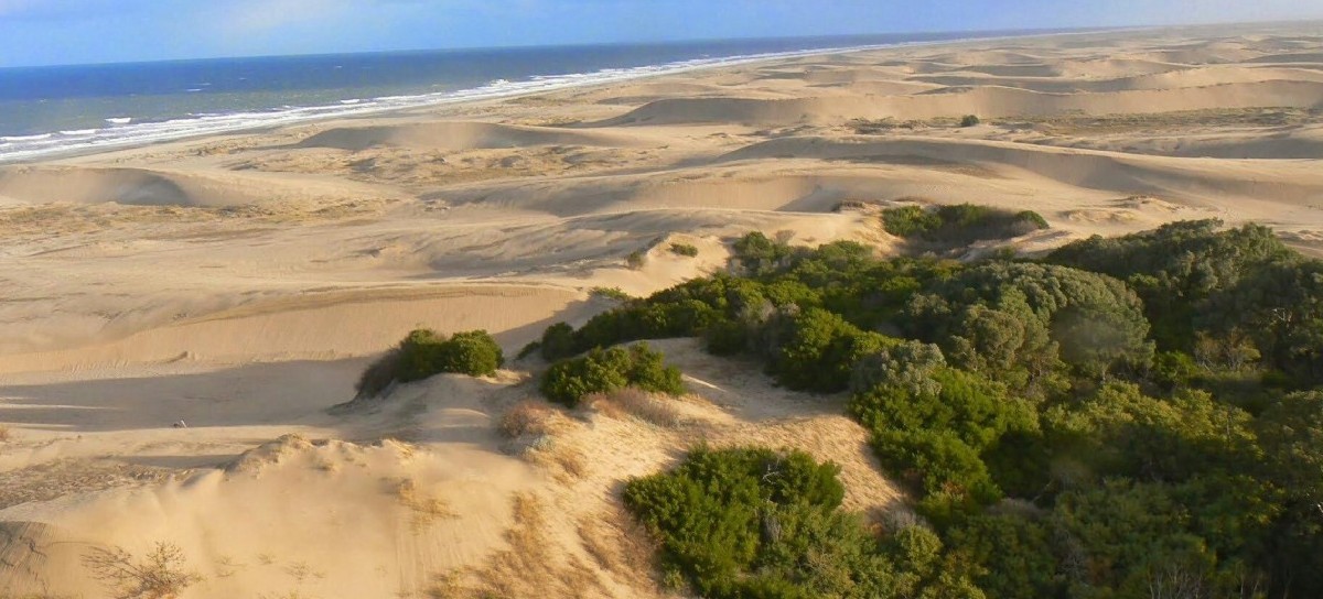 Las Dunas, en peligro: la UNLP busca preservar el arbolado urbano de la costa bonaerense