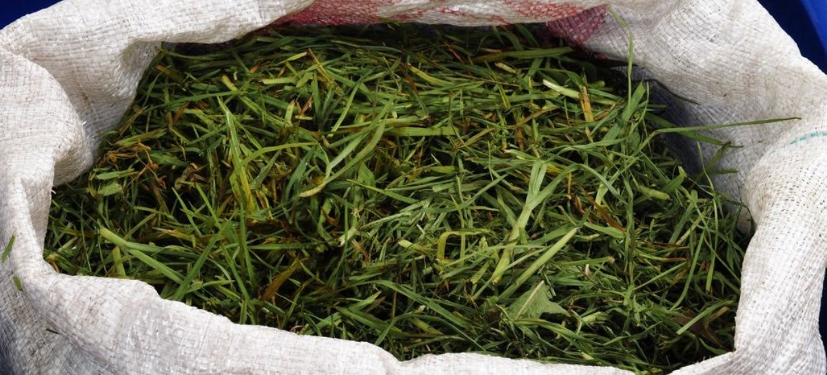 Una campaña presentada en Berisso impulsa la utilización del pasto como recurso productivo