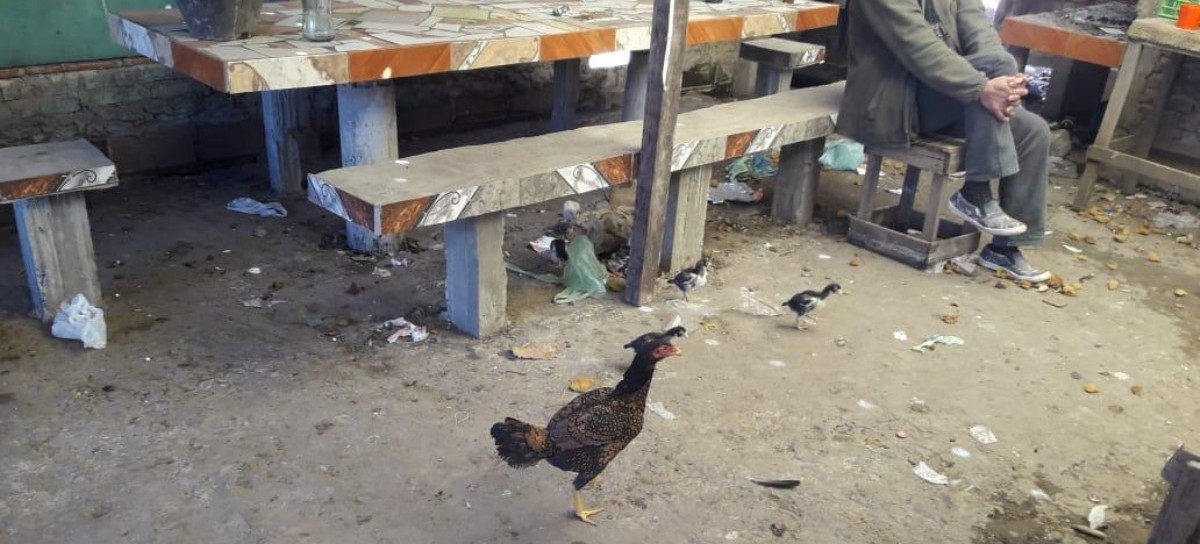 Lo de la serie "Un gallo para Esculapio" era verdad: rescataron 378 aves que utilizaban para riñas