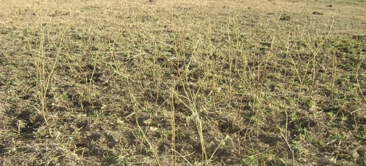 En Coronel Suárez, quieren que se declare la "emergencia agropecuaria"