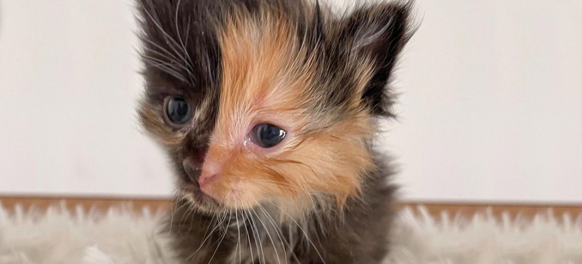 Una gata de rostro bicolor sorprendió a los habitantes de una casa