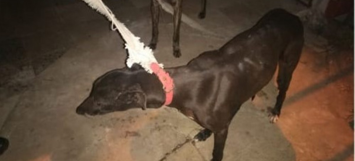 La Plata: rescataron en un campo de Los Hornos a dos perros galgos abandonados por cazadores