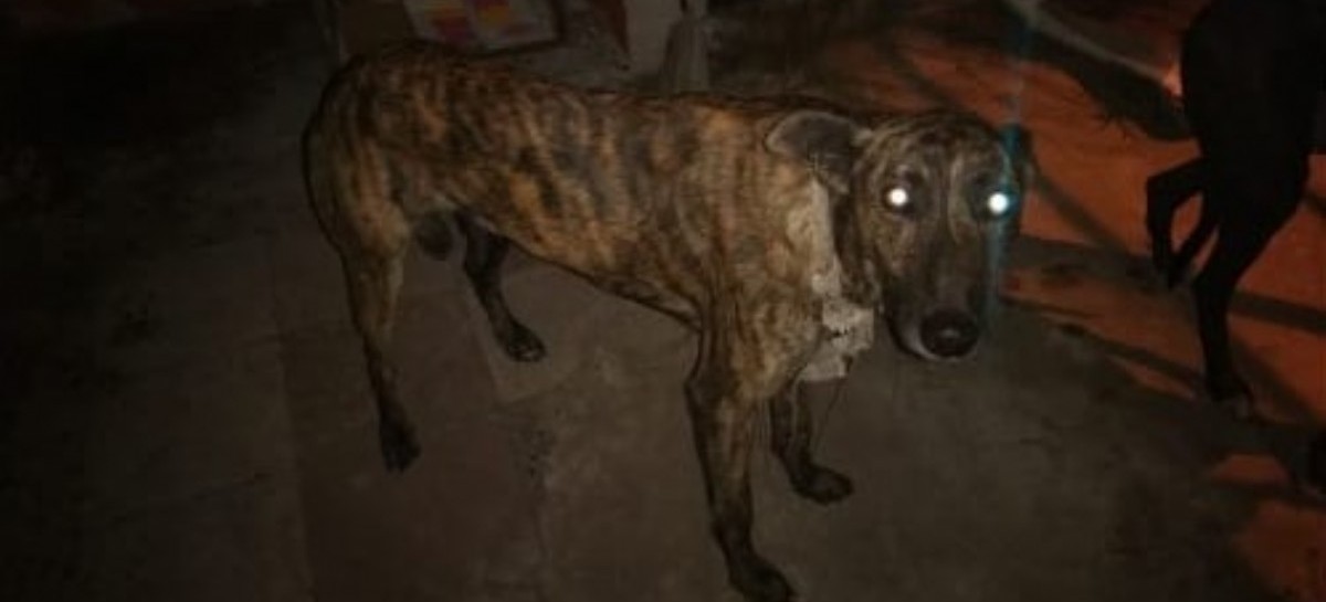 La Plata: rescataron en un campo de Los Hornos a dos perros galgos abandonados por cazadores