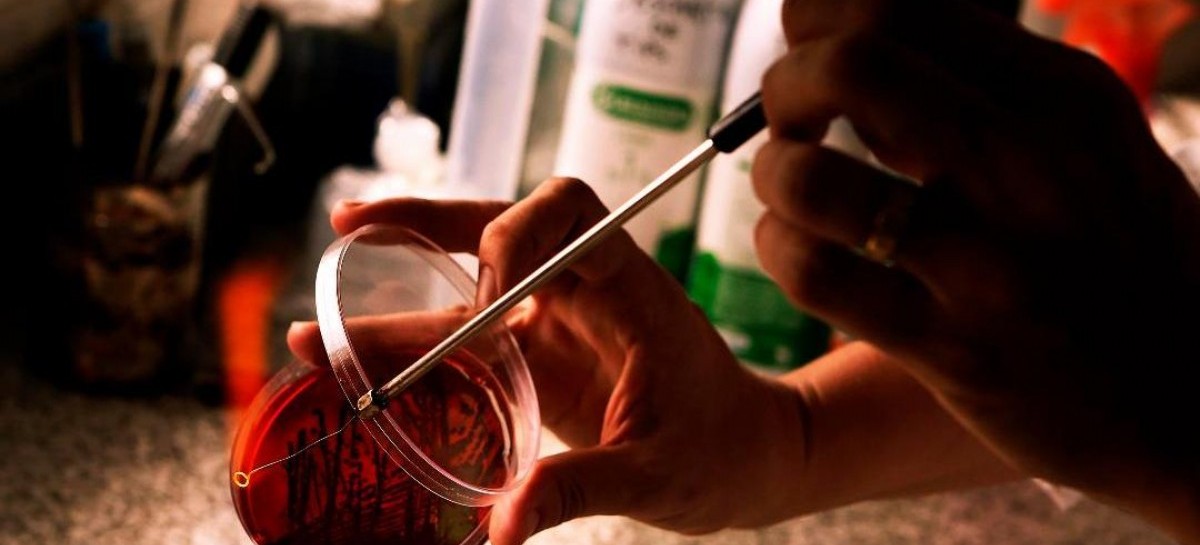 Con estudio científico, la Universidad Nacional de La Plata va en busca de la "cerveza perfecta"