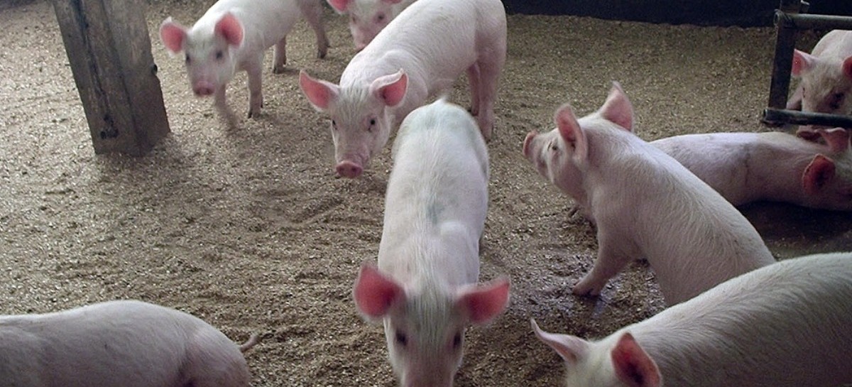La Plata: realizarán una jornada para concientizar sobre el acuerdo porcino con China