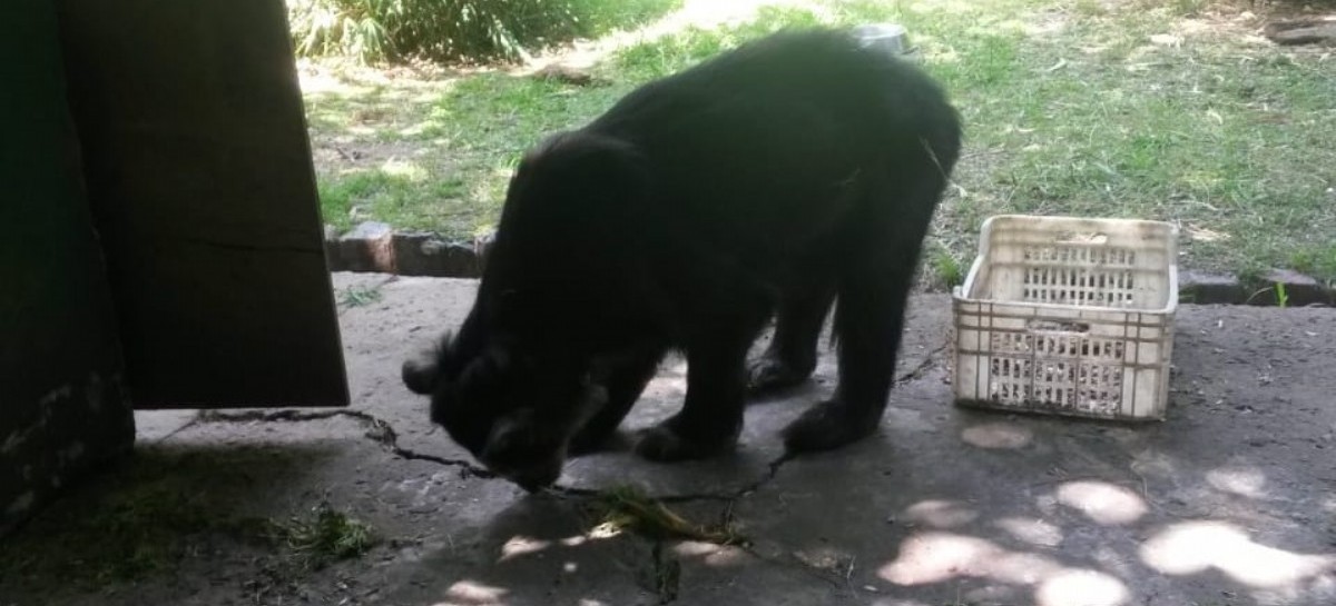 Zoológico/Bioparque de La Plata: matan a seis ciervos y las autoridades ordenaron tapar evidencias