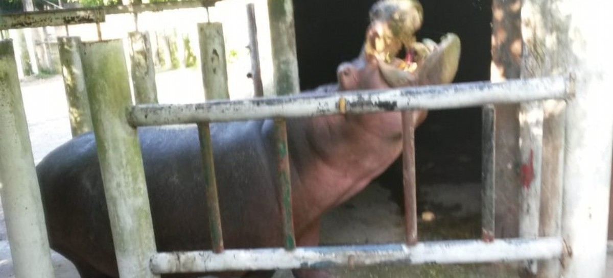 Zoológico/Bioparque de La Plata: matan a seis ciervos y las autoridades ordenaron tapar evidencias