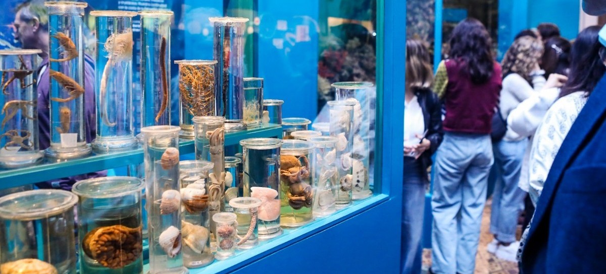 "Invertebrados. Sorprendentes formas de vida": nueva sala de exhibición en el Museo La Plata