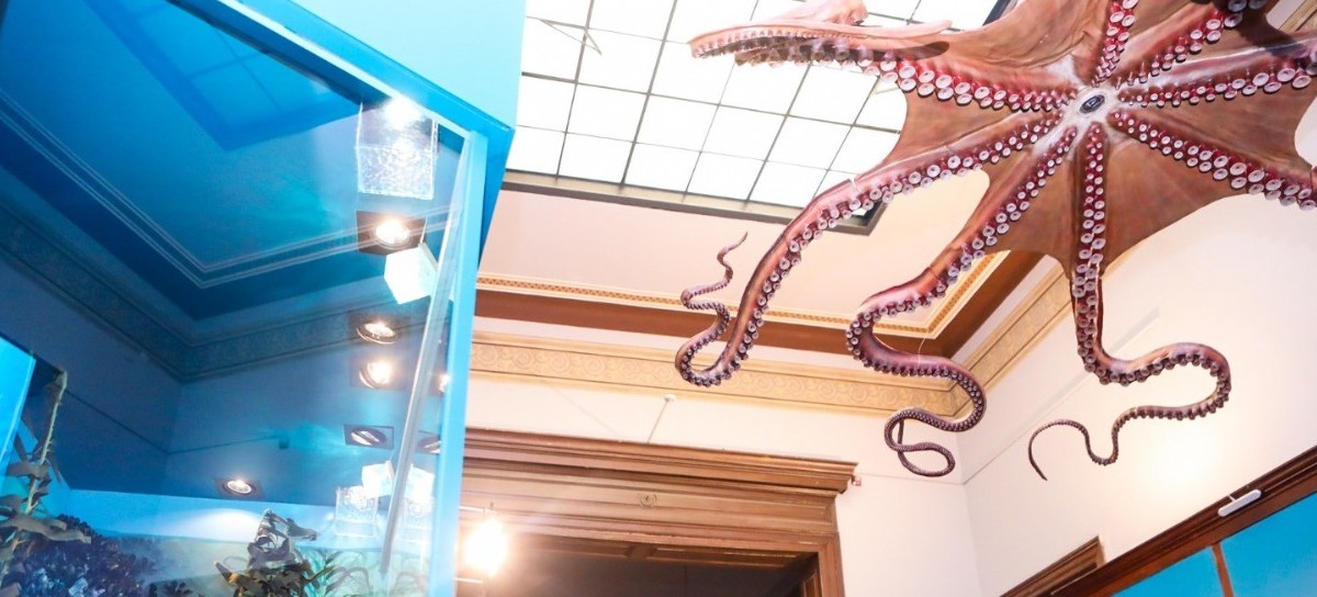 "Invertebrados. Sorprendentes formas de vida": nueva sala de exhibición en el Museo La Plata
