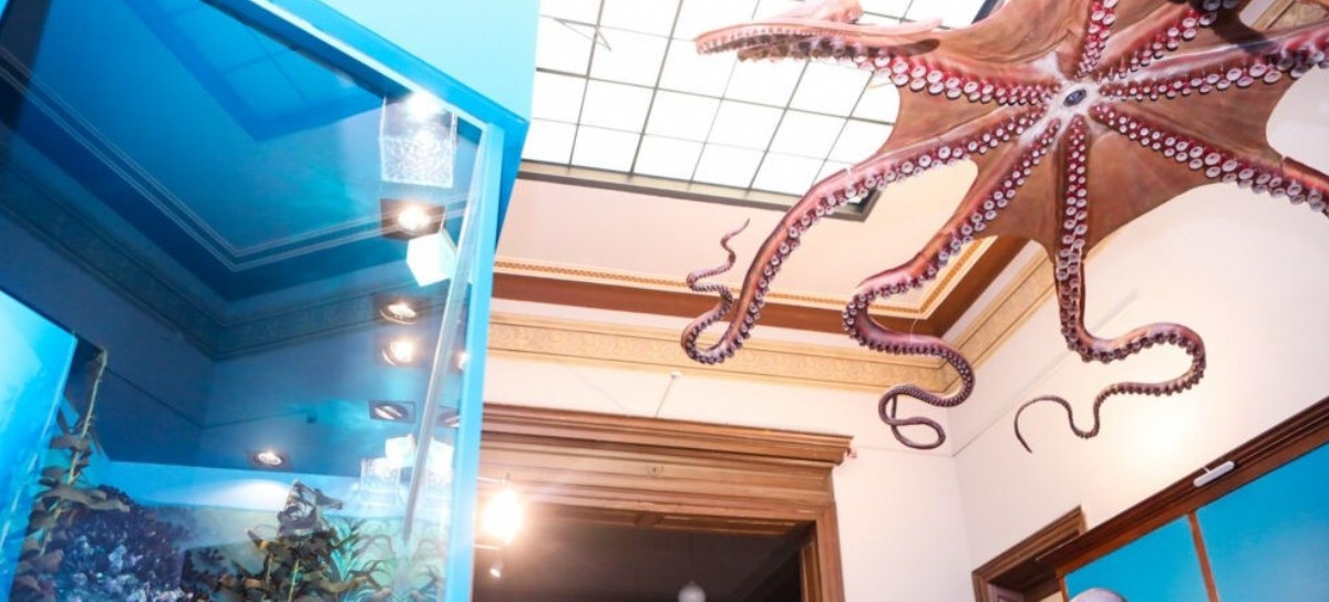 Restaurada: la histórica maqueta del pulpo se exhibe en el Museo La Plata