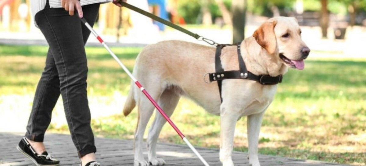 Rige en territorio bonaerense la ley que flexibiliza la utilización de los perros de asistencia