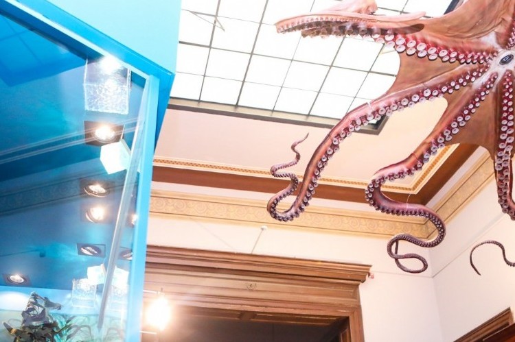 "Invertebrados. Sorprendentes formas de vida": nueva sala de exhibición en el Museo La Plata