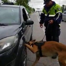 El perro lo delató: durante un control policial encontraron droga en el motor de un auto
