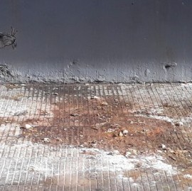 El centro de La Plata y las únicas ratas que se erradican: las que están pintadas