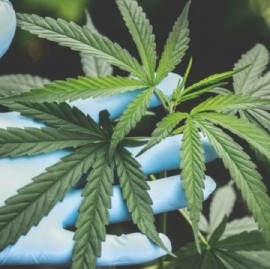 La Justicia penal bonaerense ordenó devolverle las plantas de cannabis a un paciente oncológico