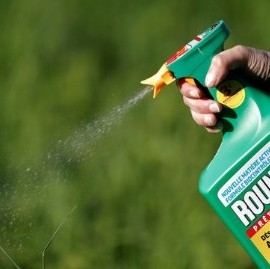 ROUNDUP, un poderoso herbicida usado por productores bonaerenses, condenado por ser cancerígeno