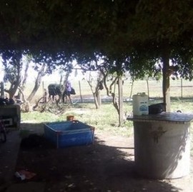 Salliqueló: tras un allanamiento, detuvieron a propietarios de un tambo por trata de personas