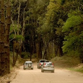 Cariló: Yeza avanza con un megaproyecto urbanístico y lo acusan de "chanta y destructor de bosques"
