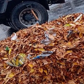 La Plata: quienes barren la hojarasca, al borde de la explotación y el olvido municipal