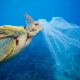 Reducir plásticos de un solo uso es fundamental para cuidar el Medio Ambiente