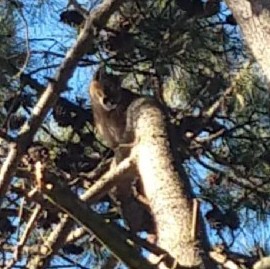 Pinamar: Atraparon a un Puma que había aparecido en la localidad de Ostende