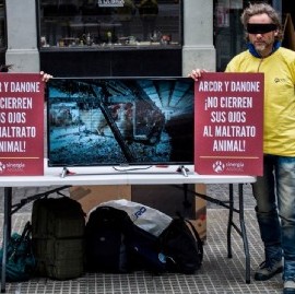 Gallinas hacinadas: activistas le piden más ética a las empresas Arcor y Danone
