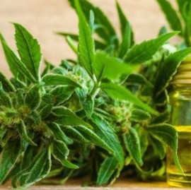 La Plata: detuvieron a una abuela que cultiva cannabis para curar a su nieto con Síndrome de West