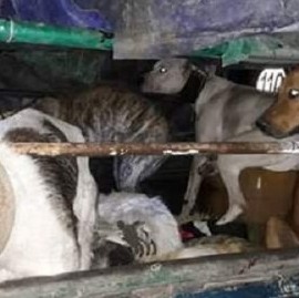 Asesinaron con perros y luego carnearon una chancha jabalí: los detuvieron y, al rato, los liberaron