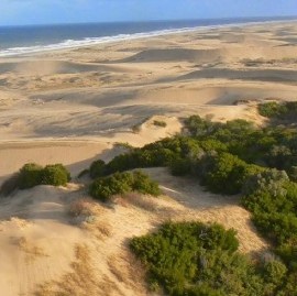 Las Dunas, en peligro: la UNLP busca preservar el arbolado urbano de la costa bonaerense