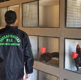 Lo de la serie "Un gallo para Esculapio" era verdad: rescataron 378 aves que utilizaban para riñas