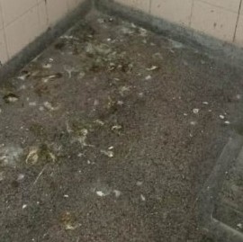 "Basta": Docentes de la Primaria del Normal 1 de La Plata recomiendan faltar a sus alumnos