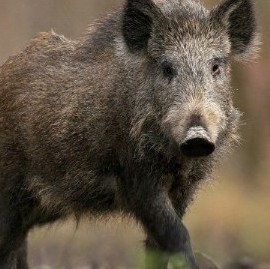 Amplían el territorio de control del Chancho Cimarrón, una amenaza para el Venado de las Pampas