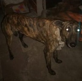 La Plata: rescataron en un campo de Los Hornos a dos perros galgos abandonados por cazadores